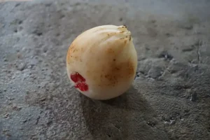 sae wagashi3 1024x683 1 石の上に置かれた、焼き目のついた白い和菓子
