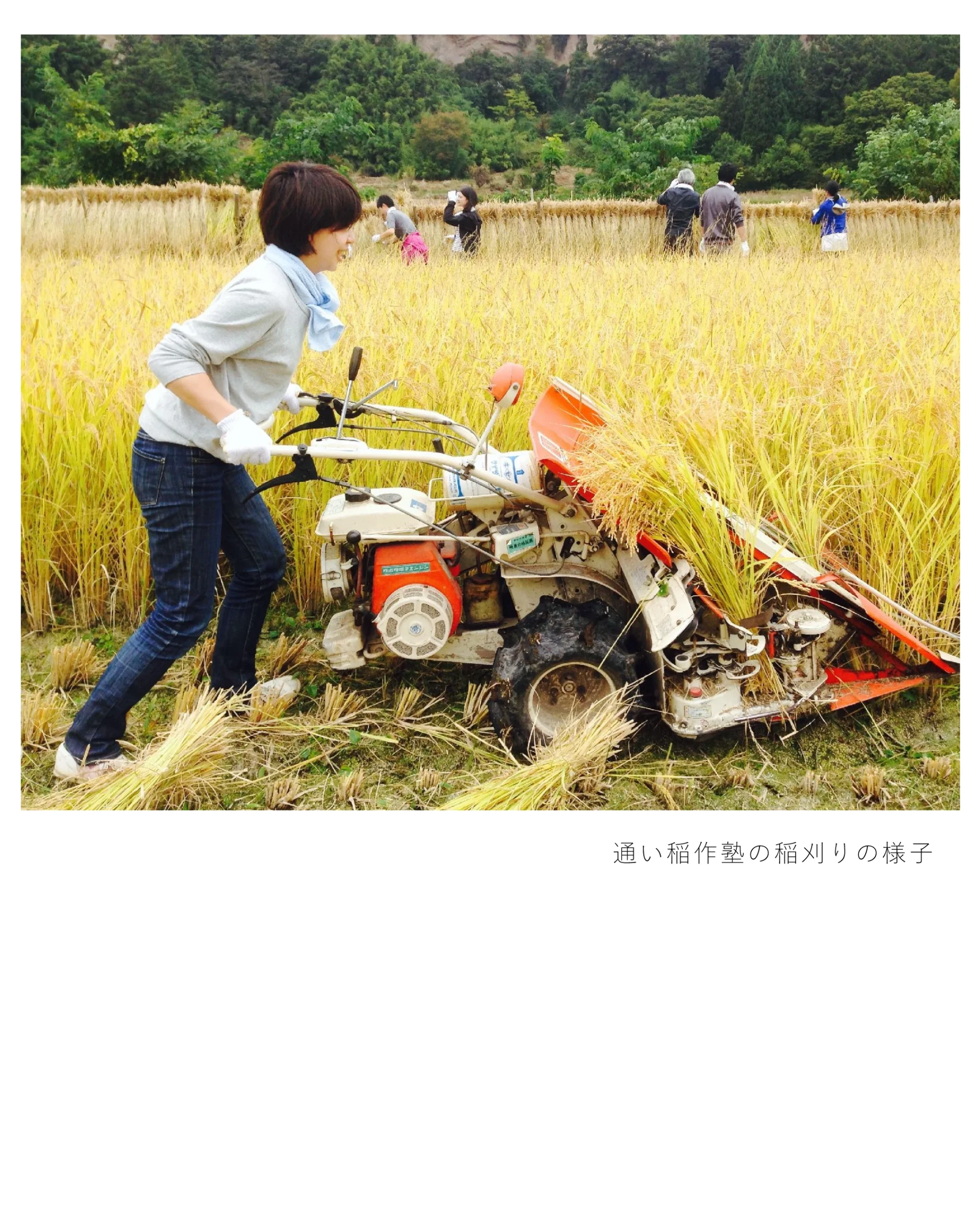nagatalk37 261005 insta nagatalk37 3 1 scaled 通い稲作塾の稲刈りの様子